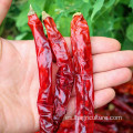 Hierbas solteras de chile rojo entero seco orgánico natural